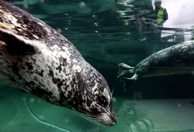 Animal shots of the week